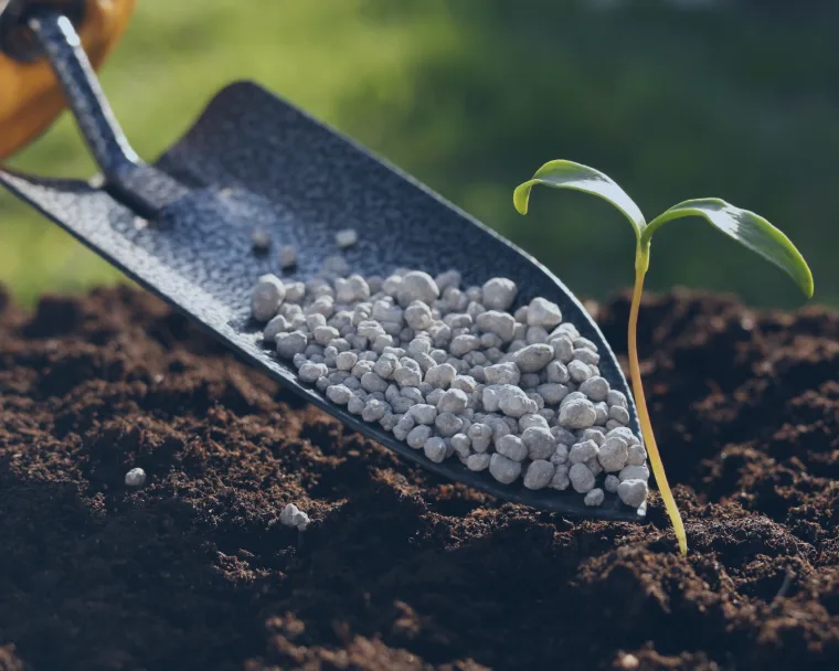 Applying fertilizer to a growing plant in a field